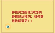 种植灵芝配比(灵芝的种植配比技巧：如何获得优质灵芝？)