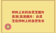 桦树上长的白灵芝图片高清(高清图片：白灵芝在桦树上的自然生长