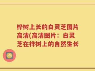 桦树上长的白灵芝图片高清(高清图片：白灵芝在桦树上的自然生长