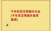 千年的灵芝草图片大全(千年灵芝草图片鉴赏集锦)