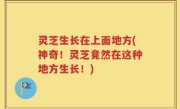 灵芝生长在上面地方(神奇！灵芝竟然在这种地方生长！)