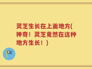 灵芝生长在上面地方(神奇！灵芝竟然在这种地方生长！)