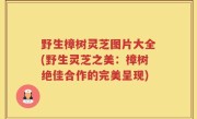 野生樟树灵芝图片大全(野生灵芝之美：樟树绝佳合作的完美呈现)