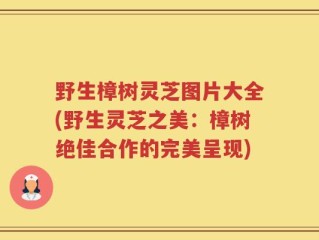 野生樟树灵芝图片大全(野生灵芝之美：樟树绝佳合作的完美呈现)