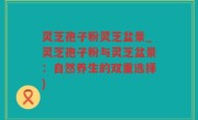 灵芝孢子粉灵芝盆景_灵芝孢子粉与灵芝盆景：自然养生的双重选择)