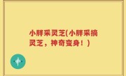 小胖采灵芝(小胖采摘灵芝，神奇变身！)