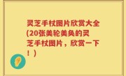 灵芝手杖图片欣赏大全(20张美轮美奂的灵芝手杖图片，欣赏一下！)