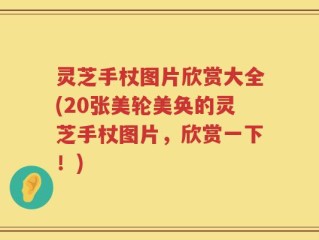 灵芝手杖图片欣赏大全(20张美轮美奂的灵芝手杖图片，欣赏一下！)