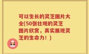 可以生长的灵芝图片大全(50张壮观的灵芝图片欣赏，真实展现灵芝的生命力！)