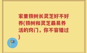 家里铁树长灵芝好不好养(铁树和灵芝最易养活的窍门，你不容错过)