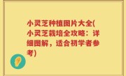 小灵芝种植图片大全(小灵芝栽培全攻略：详细图解，适合初学者参考)