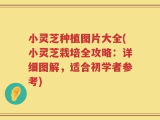 小灵芝种植图片大全(小灵芝栽培全攻略：详细图解，适合初学者参考)