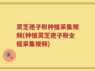 灵芝孢子粉种植采集视频(种植灵芝孢子粉全程采集视频)