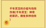千年灵芝的介绍与功效作用(千年灵芝：神奇的草药，拥有多种功效)