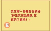 灵芝哪一种是野生的好(野生灵芝品质优 你真的了解吗？)