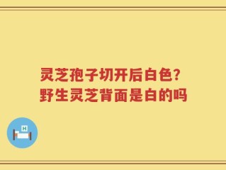 灵芝孢子切开后白色？野生灵芝背面是白的吗