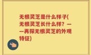 无根灵芝是什么样子(无根灵芝长什么样？——再探无根灵芝的外观特征)