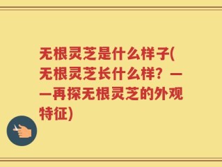 无根灵芝是什么样子(无根灵芝长什么样？——再探无根灵芝的外观特征)
