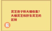 灵芝孢子粉大棚收集？大棚灵芝和野生灵芝的区别