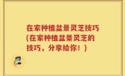 在家种植盆景灵芝技巧(在家种植盆景灵芝的技巧，分享给你！)
