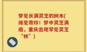 梦见长满灵芝的树木(缘见奇珍！梦中灵芝满庭，重庆出现罕见灵芝“林”)