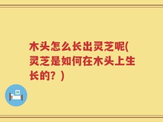 木头怎么长出灵芝呢(灵芝是如何在木头上生长的？)