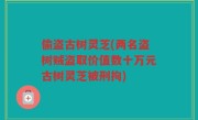 偷盗古树灵芝(两名盗树贼盗取价值数十万元古树灵芝被刑拘)