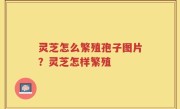 灵芝怎么繁殖孢子图片？灵芝怎样繁殖