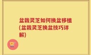 盆栽灵芝如何换盆移植(盆栽灵芝换盆技巧详解)