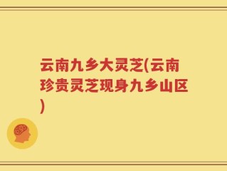云南九乡大灵芝(云南珍贵灵芝现身九乡山区)
