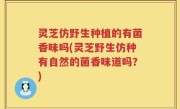 灵芝仿野生种植的有菌香味吗(灵芝野生仿种有自然的菌香味道吗？)