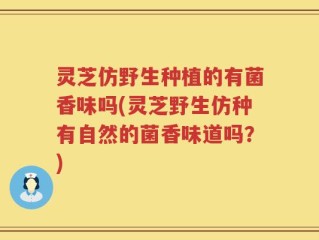 灵芝仿野生种植的有菌香味吗(灵芝野生仿种有自然的菌香味道吗？)