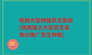 陕西大型种植灵芝基地(陕西建立大型灵芝基地以推广灵芝种植)