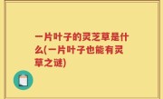 一片叶子的灵芝草是什么(一片叶子也能有灵草之谜)