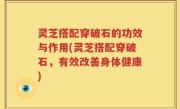 灵芝搭配穿破石的功效与作用(灵芝搭配穿破石，有效改善身体健康)