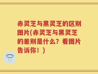 赤灵芝与黑灵芝的区别图片(赤灵芝与黑灵芝的差别是什么？看图片告诉你！)