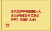 赤灵芝好坏辨别图片大全(如何辨别赤灵芝的好坏？附图片大全)