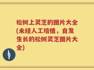 松树上灵芝的图片大全(未经人工培植，自发生长的松树灵芝图片大全)