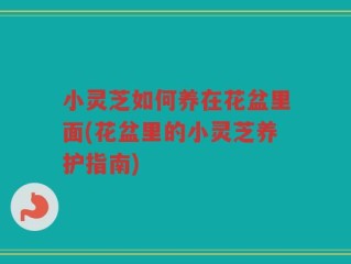 小灵芝如何养在花盆里面(花盆里的小灵芝养护指南)