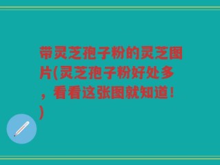 带灵芝孢子粉的灵芝图片(灵芝孢子粉好处多，看看这张图就知道！)