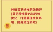 种植灵芝啥样药效最好(灵芝种植技巧与药效优化：打造最佳生长环境，提高灵芝药效)