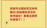 家庭可以摆放灵芝树吗图片(家庭摆放灵芝树有何益处？看看这些照片就懂了！)