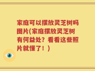 家庭可以摆放灵芝树吗图片(家庭摆放灵芝树有何益处？看看这些照片就懂了！)