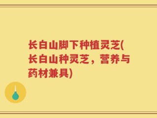 长白山脚下种植灵芝(长白山种灵芝，营养与药材兼具)