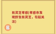熊灵芝孝感(孝感市发现野生熊灵芝，引起关注)