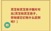 灵芝和灵芝孢子图片对比(灵芝和灵芝孢子，你知道它们有什么区别吗？)