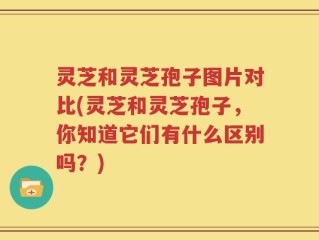 灵芝和灵芝孢子图片对比(灵芝和灵芝孢子，你知道它们有什么区别吗？)