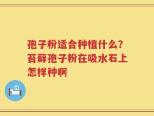 孢子粉适合种植什么？苔藓孢子粉在吸水石上怎样种啊