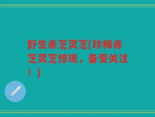 野生赤芝灵芝(珍稀赤芝灵芝惊现，备受关注！)