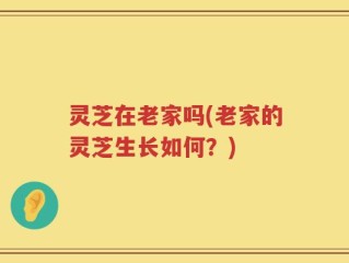 灵芝在老家吗(老家的灵芝生长如何？)